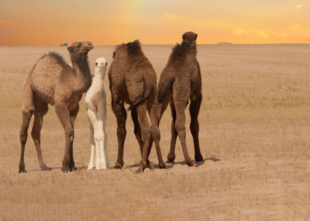 Camels